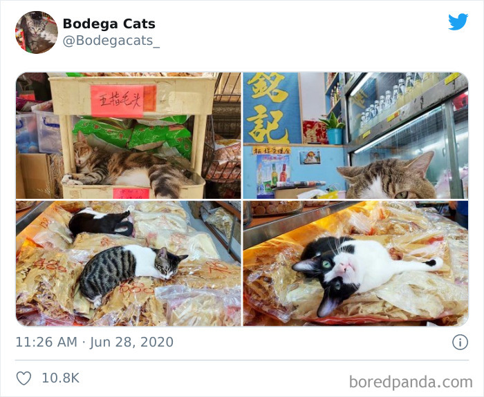 Bodega Cats