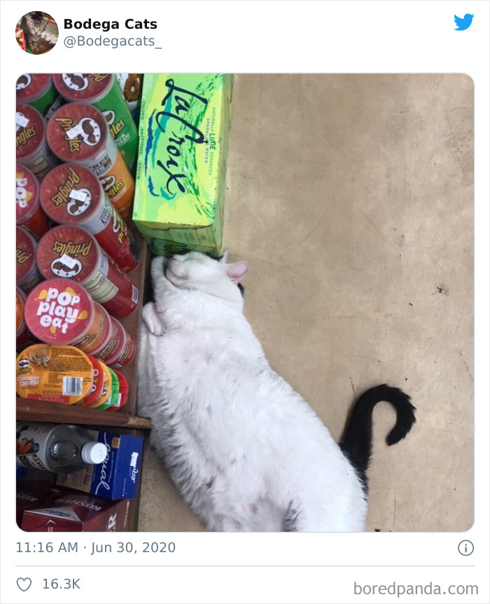 Bodega Cats