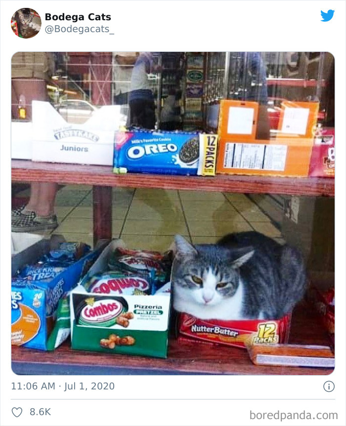 Bodega Cats