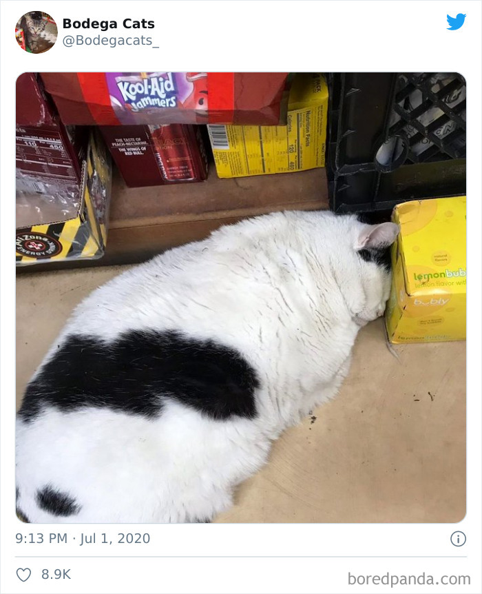 Bodega Cats