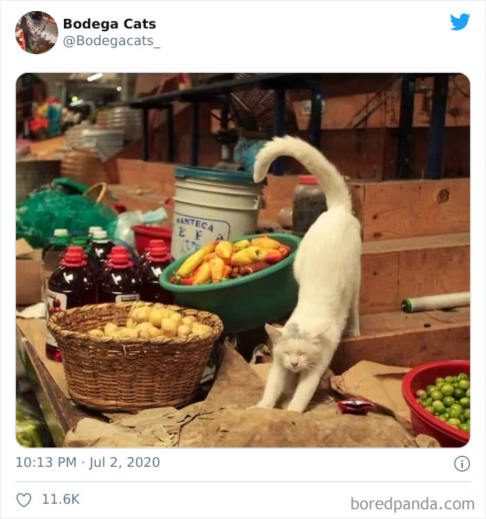 Bodega Cats