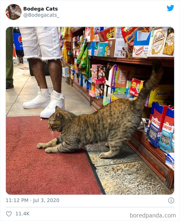 Bodega Cats