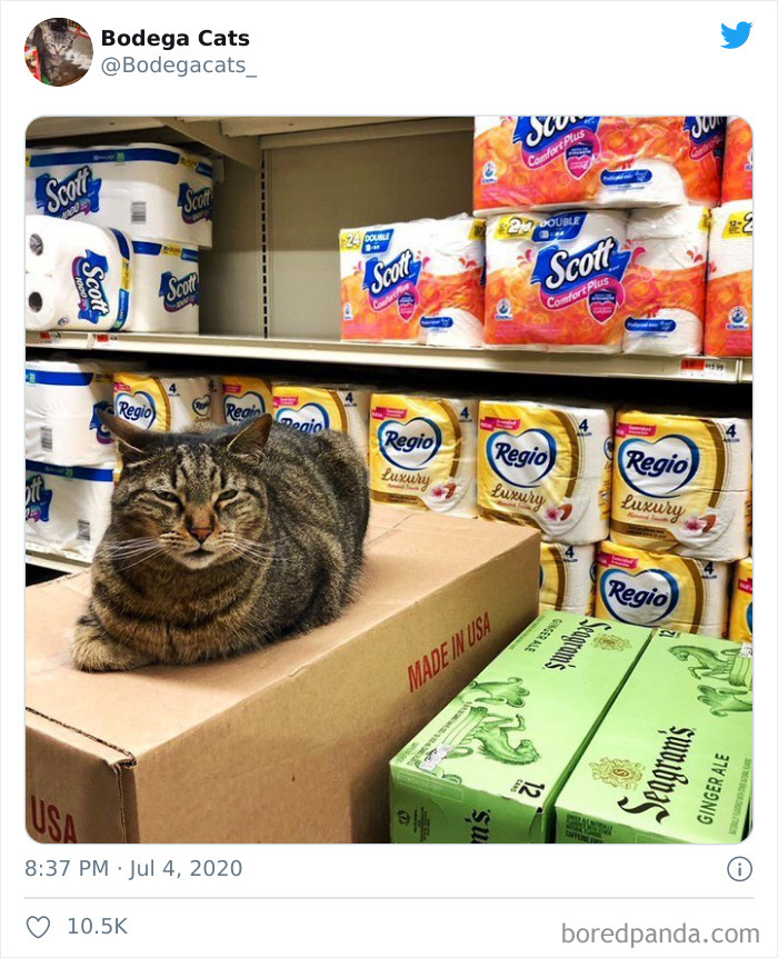 Bodega Cats