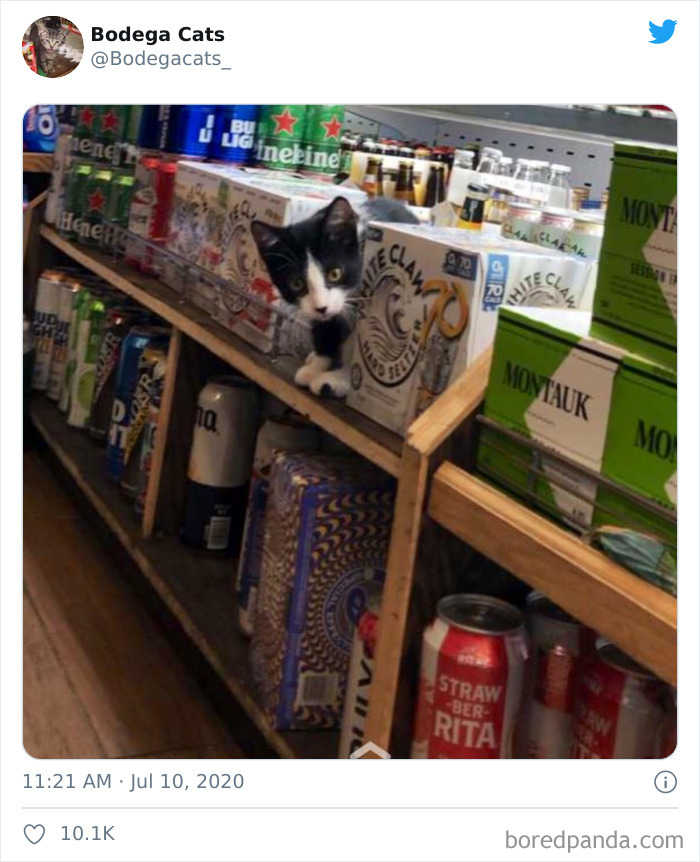 Bodega Cats
