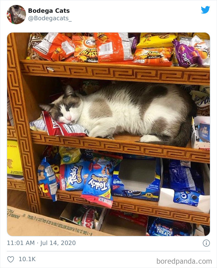Bodega Cats