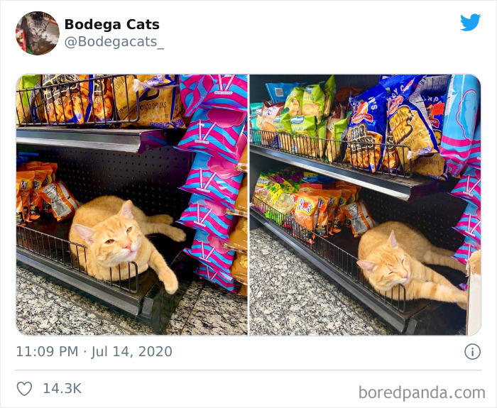 Bodega Cats