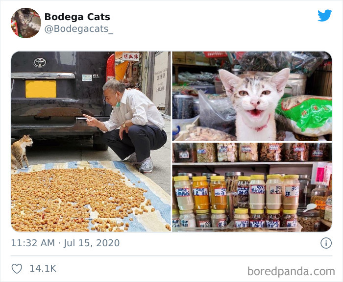 Bodega Cats