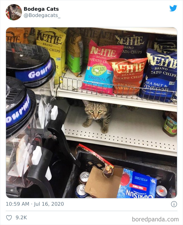 Bodega Cats