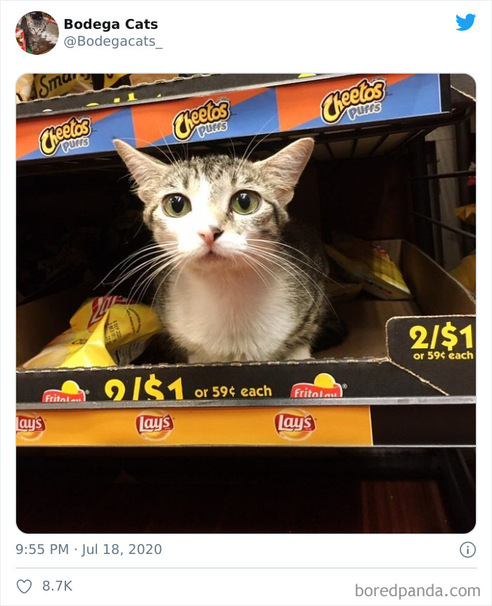 Bodega Cats