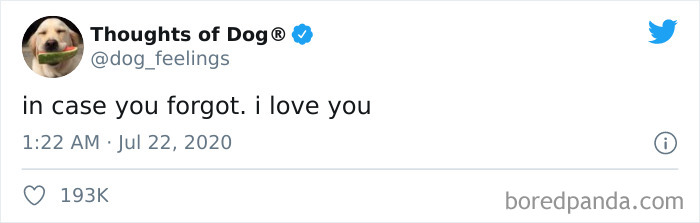 Hilarious-Dog-Thoughts-Tweets