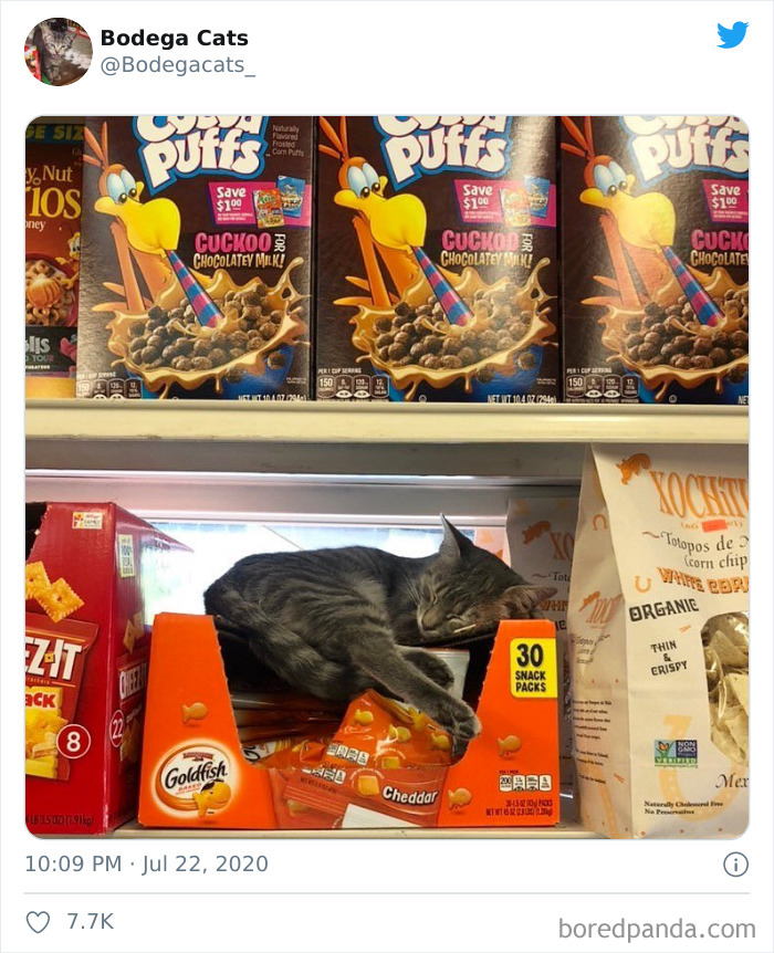 Bodega Cats