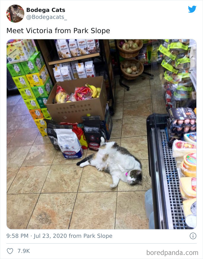 Bodega Cats