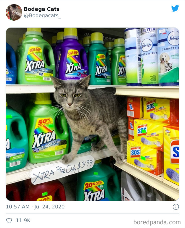 Bodega Cats