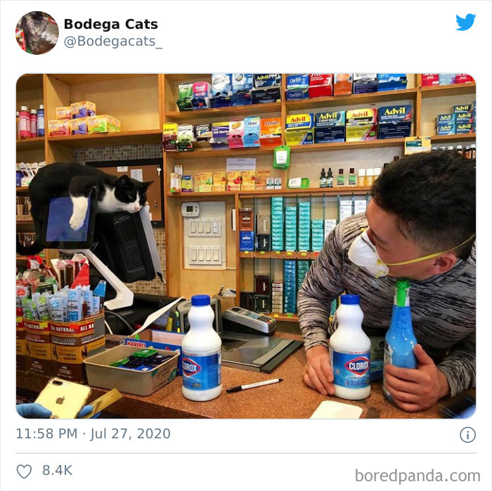 Bodega Cats