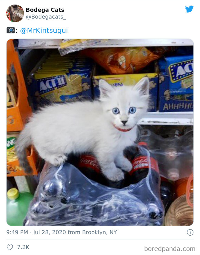 Bodega Cats