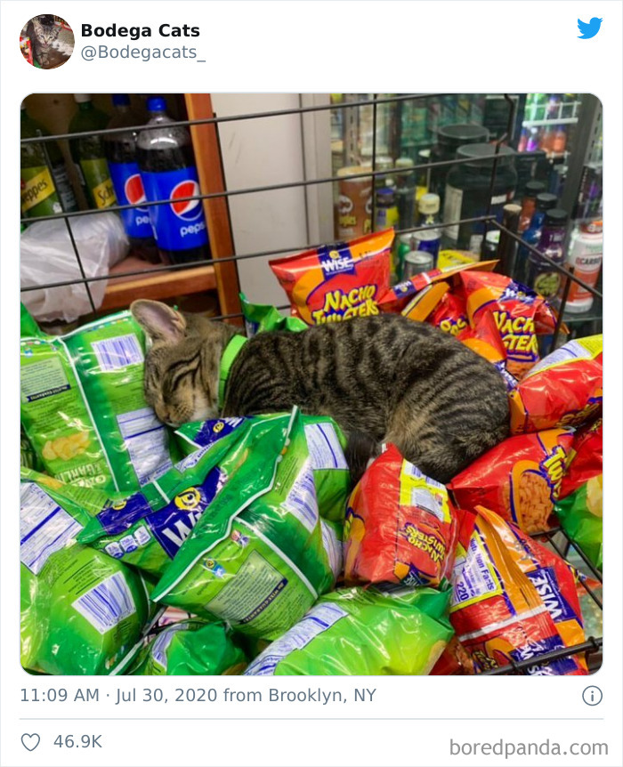 Bodega Cats