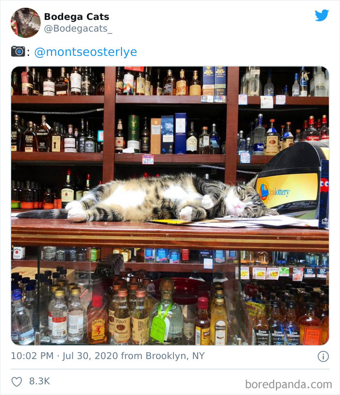 Bodega Cats