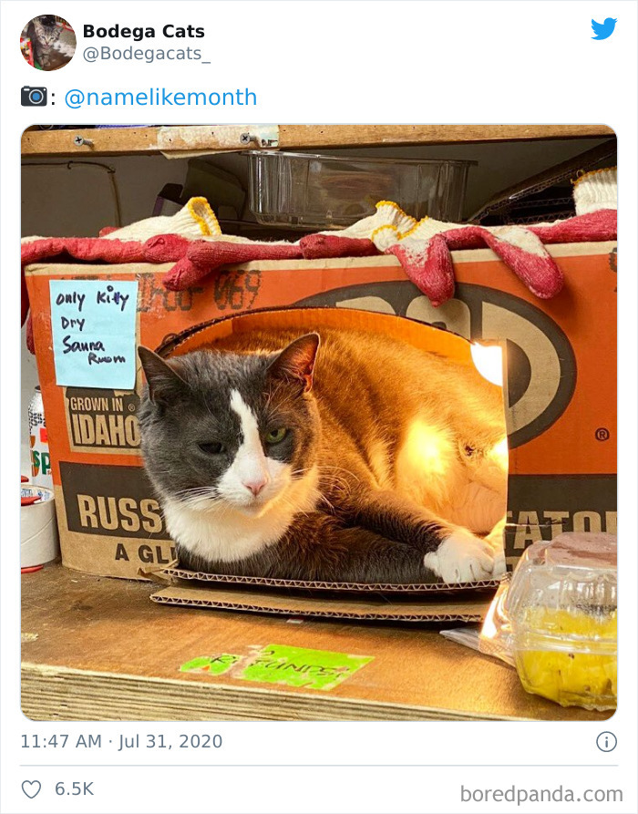 Bodega Cats