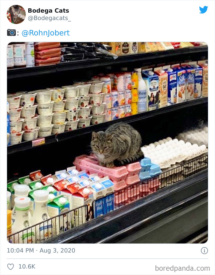 Bodega Cats