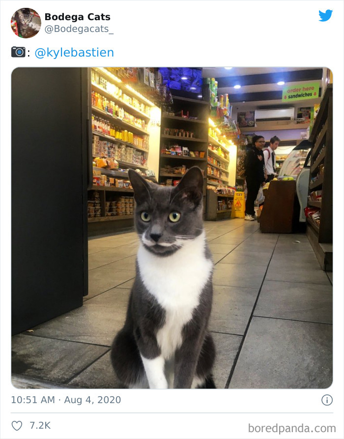 Bodega Cats
