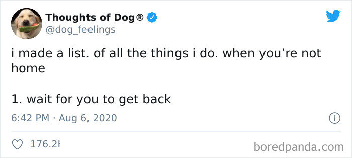 Hilarious-Dog-Thoughts-Tweets