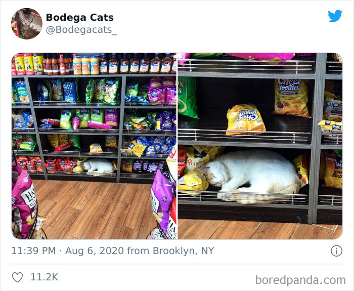 Bodega Cats