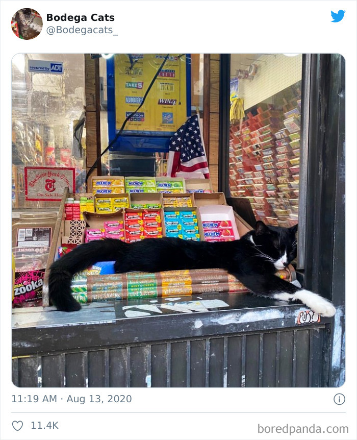 Bodega Cats
