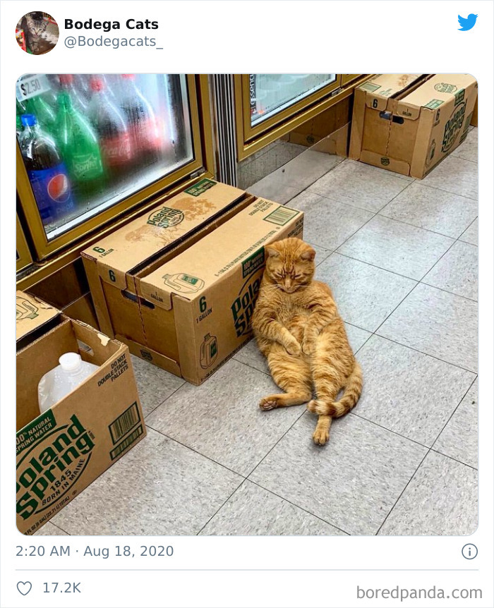 Bodega Cats