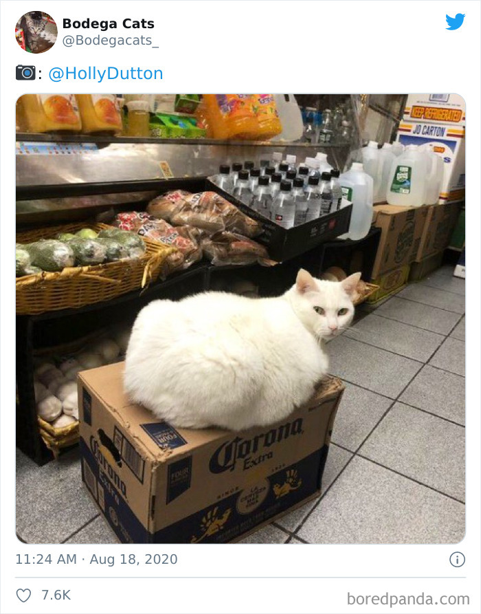 Bodega Cats
