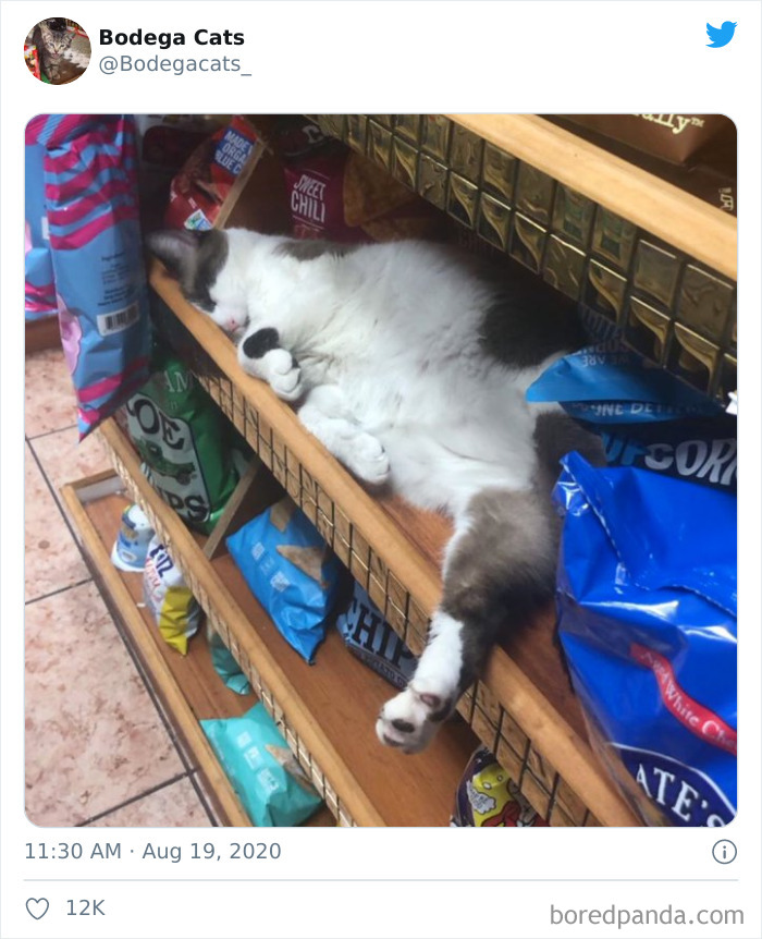 Bodega Cats
