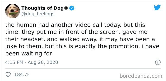 Hilarious-Dog-Thoughts-Tweets