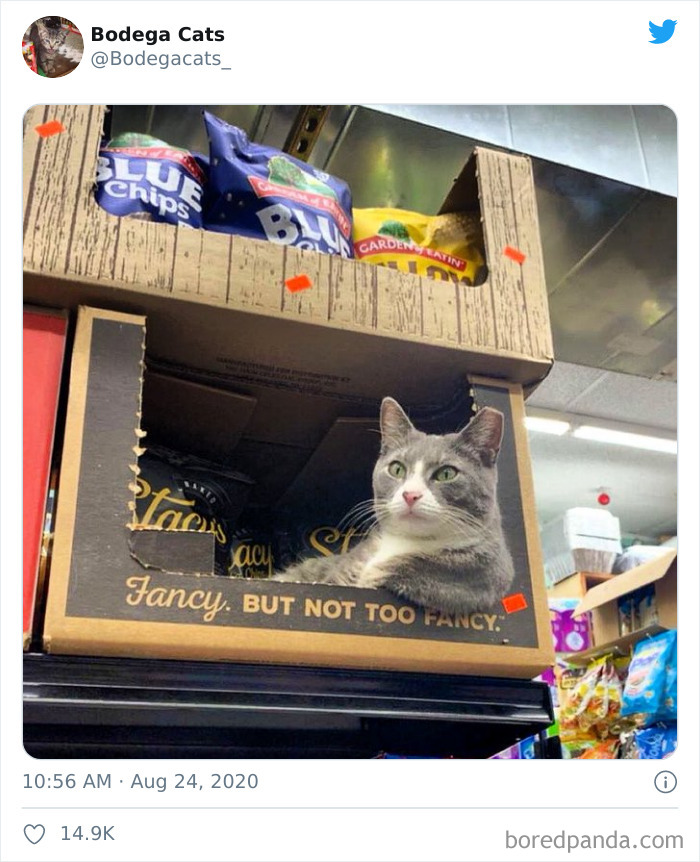 Bodega Cats
