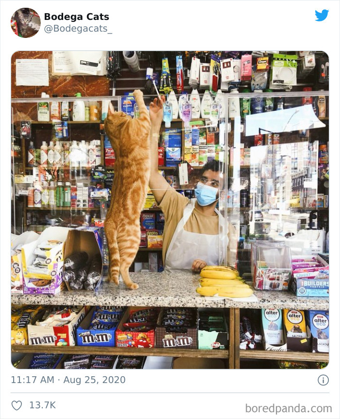 Bodega Cats