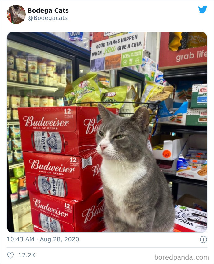 Bodega Cats