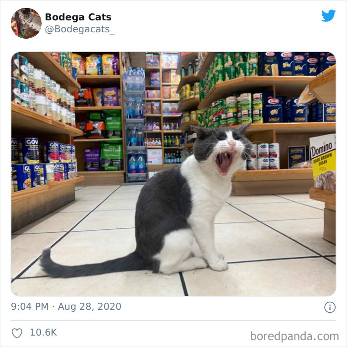 Bodega Cats