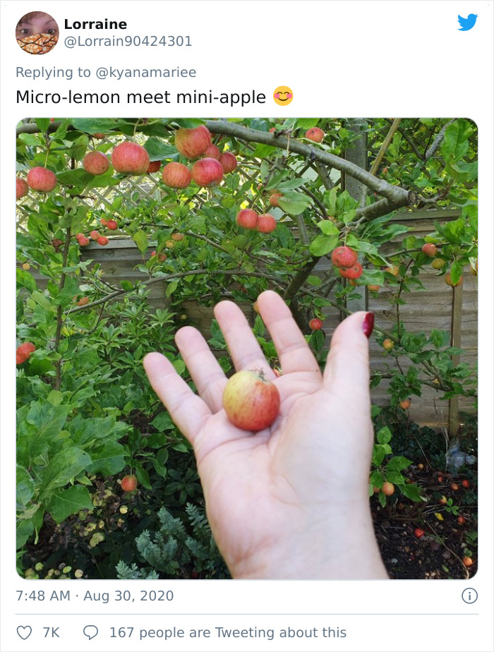 Funny-Failed-Harvest