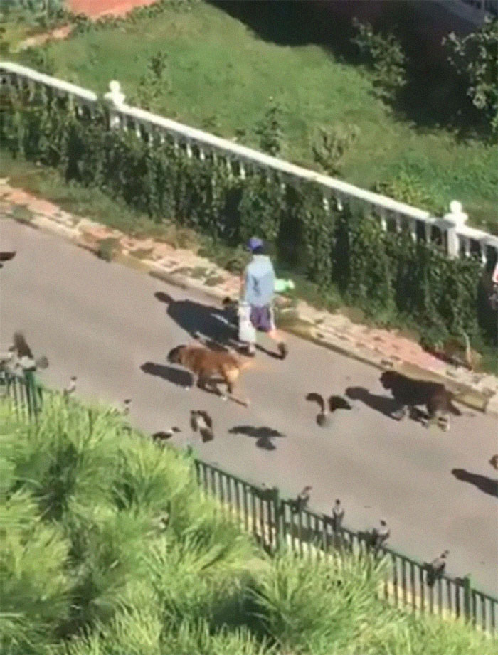 Woman Records This Stranger Leading A Parade Of Dogs, Cats, And Birds Down The Street, And The Scene Looks Magical