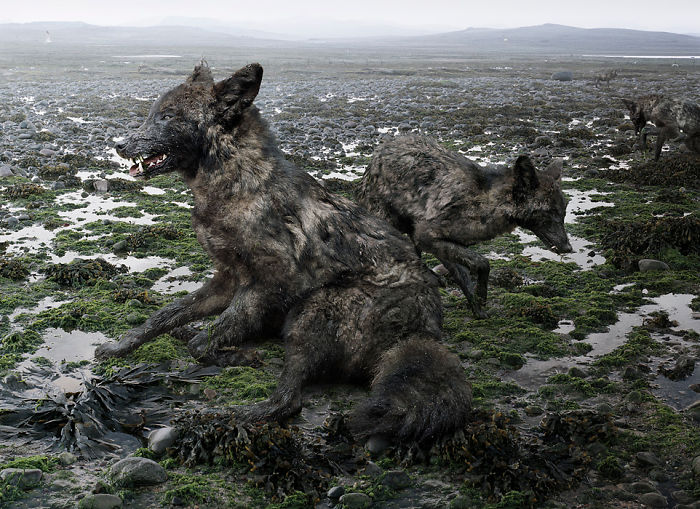 The Allegorical And Unusual Nature Of Simen Johan