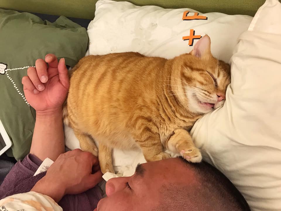 This Adorable Ginger Cat Sleeps All Day But Is Constantly Tired, And People Think It&rsquo;s Absolutely Relatable (17 Pics)