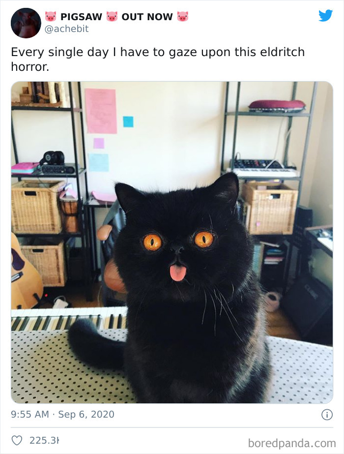 Couple Gets A Cat, And As He Gets Older, His Eyes Change Into Round, Orange, Horror-Like Eyes