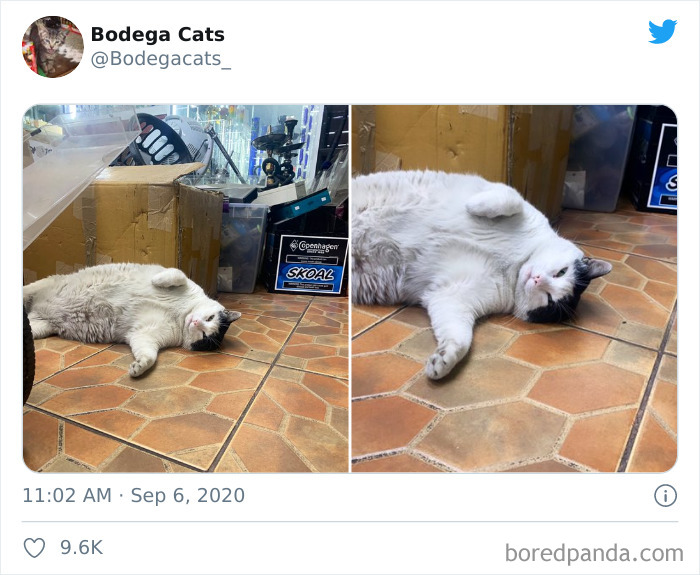 Bodega Cats