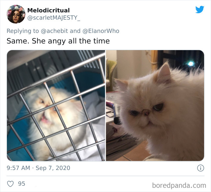 Couple Gets A Cat, And As He Gets Older, His Eyes Change Into Round, Orange, Horror-Like Eyes