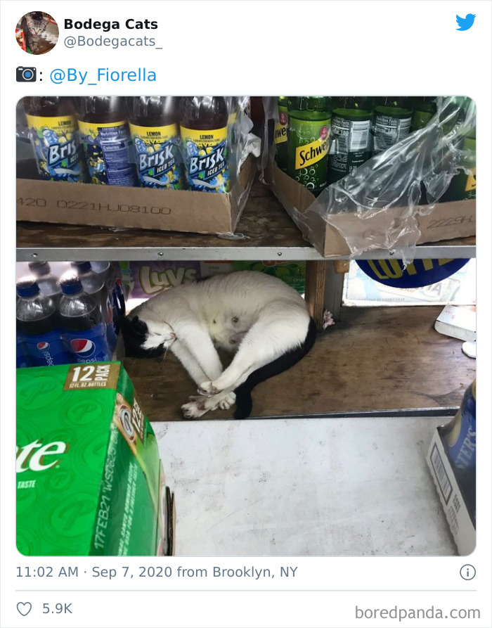 Bodega Cats