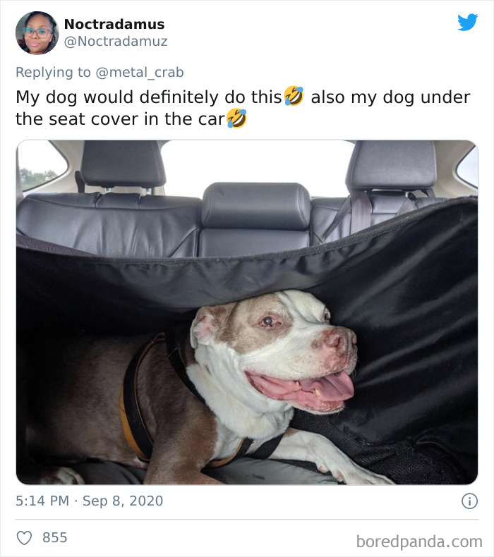 Funny-Dogs-Riding-Cars-Pics