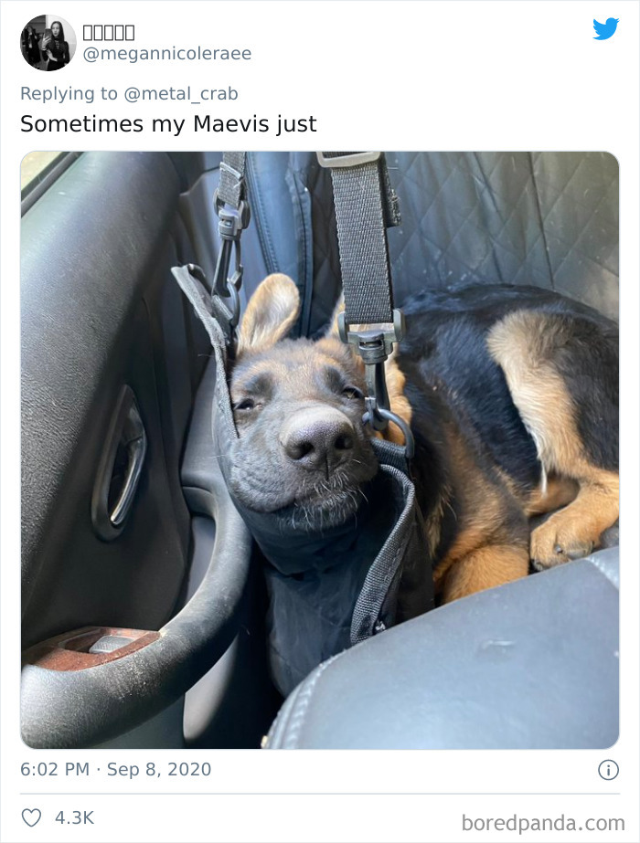 Funny-Dogs-Riding-Cars-Pics