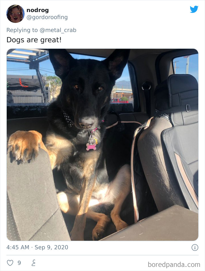 Funny-Dogs-Riding-Cars-Pics