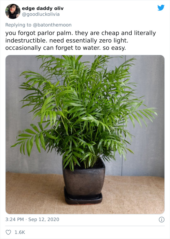 Low-Sunlight-House-Plants