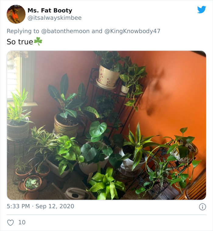 Low-Sunlight-House-Plants