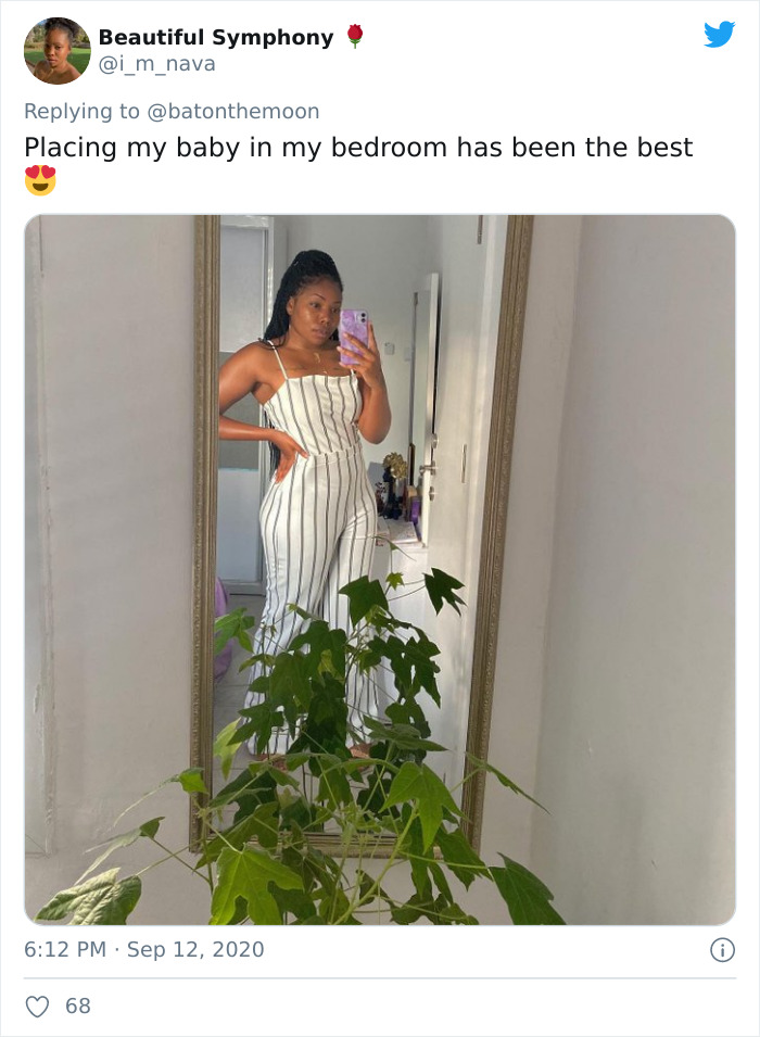 Low-Sunlight-House-Plants