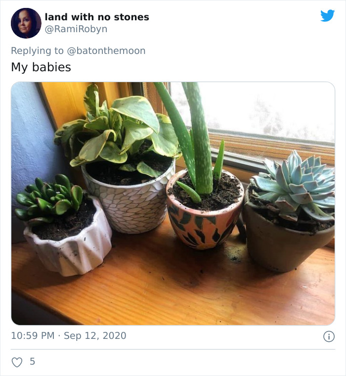 Low-Sunlight-House-Plants